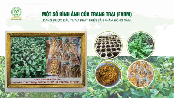 Nghiên cứu, nuôi trồng và phát triển nguồn cây giống “Sâm Nữ Hoàng”