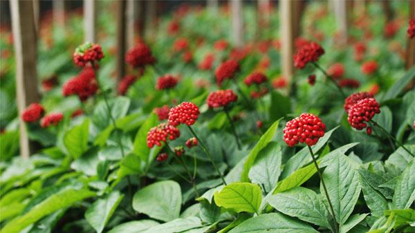 vườn sâm quantumfarm